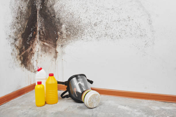 Best Mold Remediation  in Dilkon, AZ