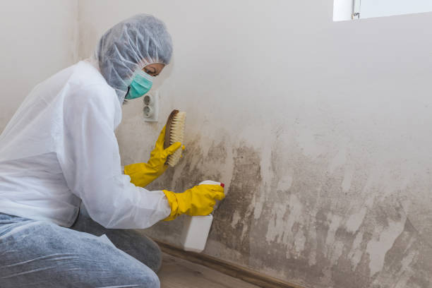 Best Mold Damage Repair  in Dilkon, AZ