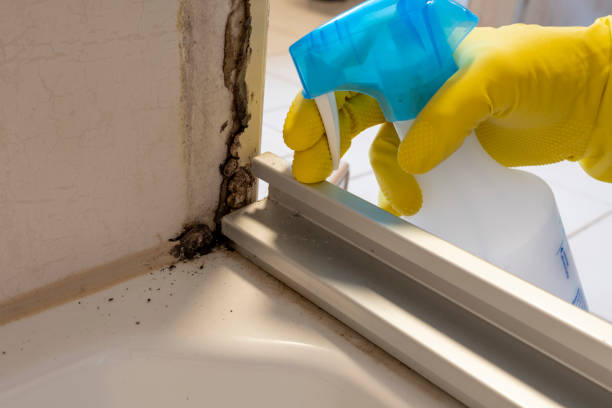 Best Office Mold Removal Services  in Dilkon, AZ