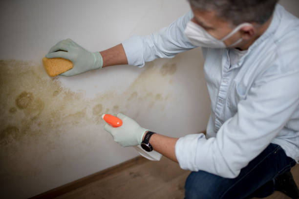 Best Toxic Mold Removal  in Dilkon, AZ