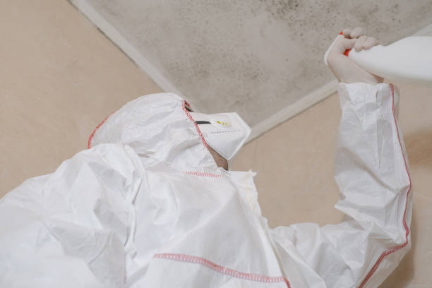 Best Local Mold Removal Service  in Dilkon, AZ