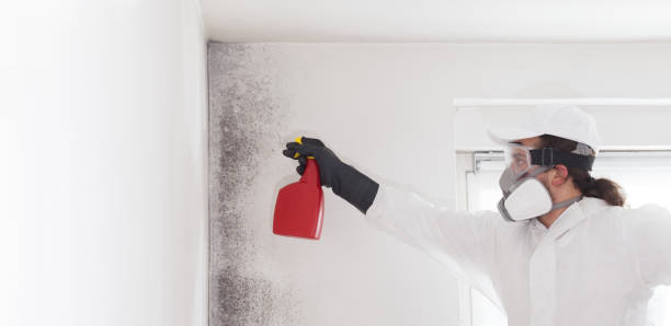 Best Local Mold Removal Service  in Dilkon, AZ